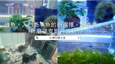 金磚魚好養嗎|磚魚，入門新手魚的新選擇，好養嗎、吃什麼這支影片。